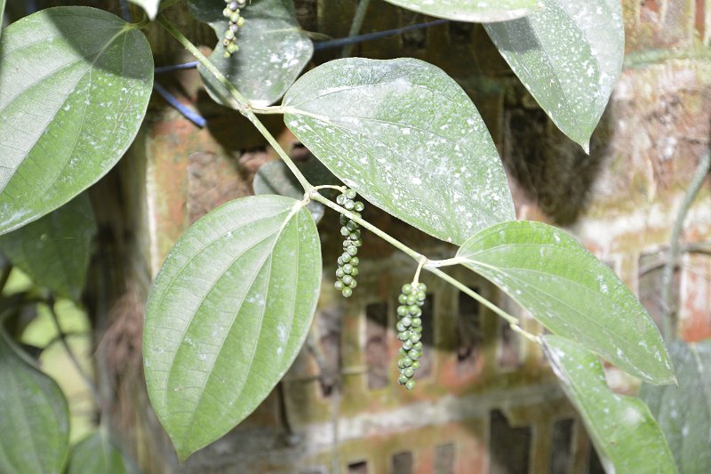 Pre-rabi Awareness (7).JPG